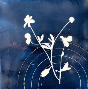 Sagebrush Buttercup