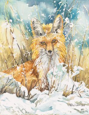 Snow Vixen Finding Sustenance-Red Fox