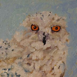 Snowy Owl