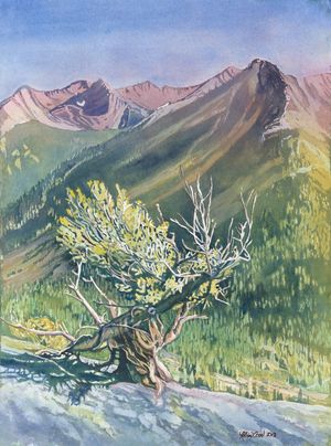The Ancient Oner-Limber Pine