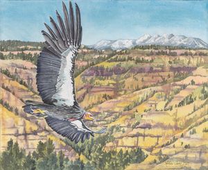 The Long Flight Home-California Condor
