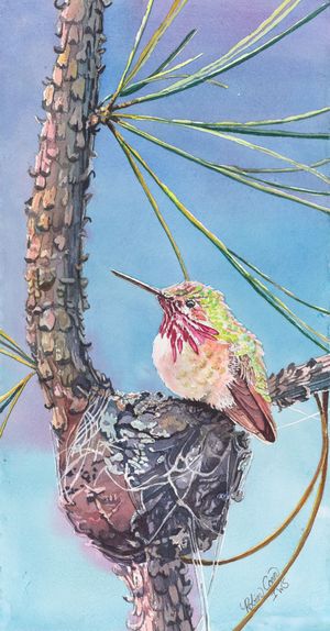 Tiny Traveler-Calliope Hummingbird
