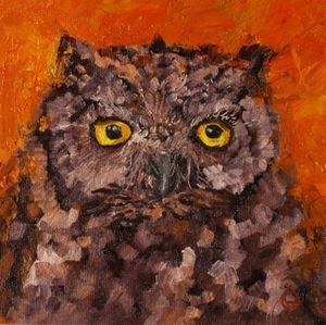 Western Screech Owl