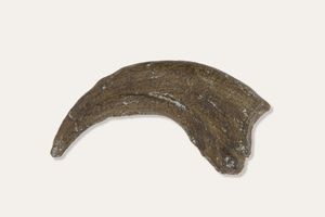 Dryptosaurus Hand Claw - resin cast