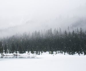 Bear Creek Presents Wildfire Relief Live