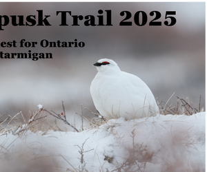 Wapusk Trail 2025