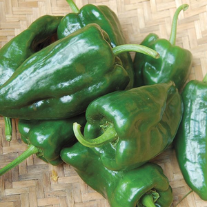 Poblano - Ancho
