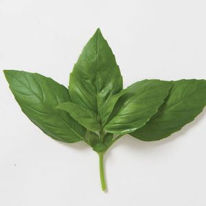 Aroma Basil
