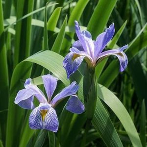 Blue Flag Iris