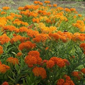 Butterfly Milkweed