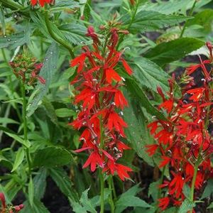 Cardinal Flower