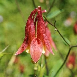 Columbine