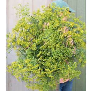 Dill