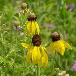 Gray-Headed Coneflower