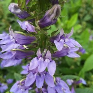 Great Blue Lobelia