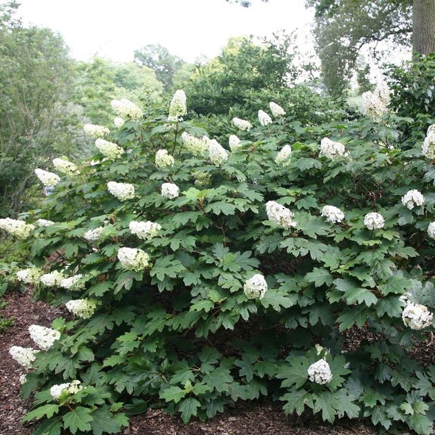 Oakleaf Hydrangea (Hydrangea quercifolia) — The Conservation Foundation