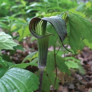 Jack in the Pulpit