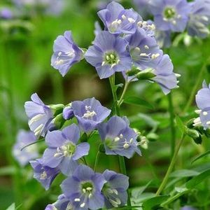 Jacobs Ladder