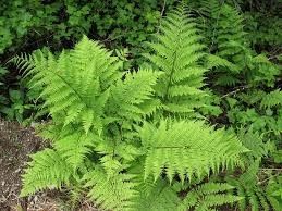 Lady Fern