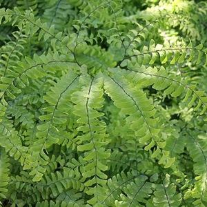 Maidenhair Fern
