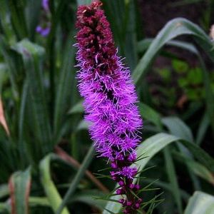 Marsh Blazing Star