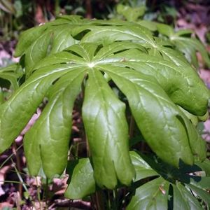 Mayapple