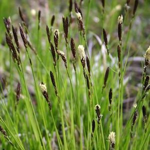 Oak Sedge