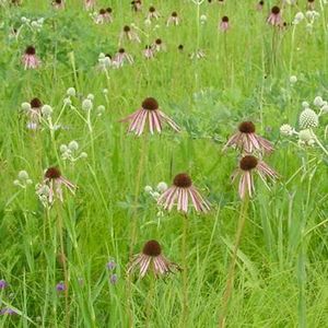 Pale Purple Coneflower