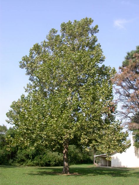 Sycamore (Platanus occidentalis) — The Conservation Foundation