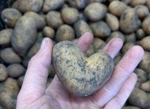 Organic Potatoes