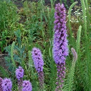 Prairie Blazing Star