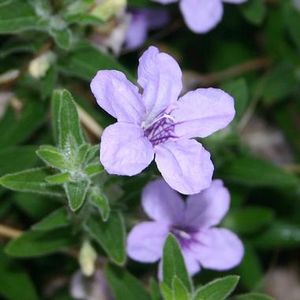 Prairie Petunia