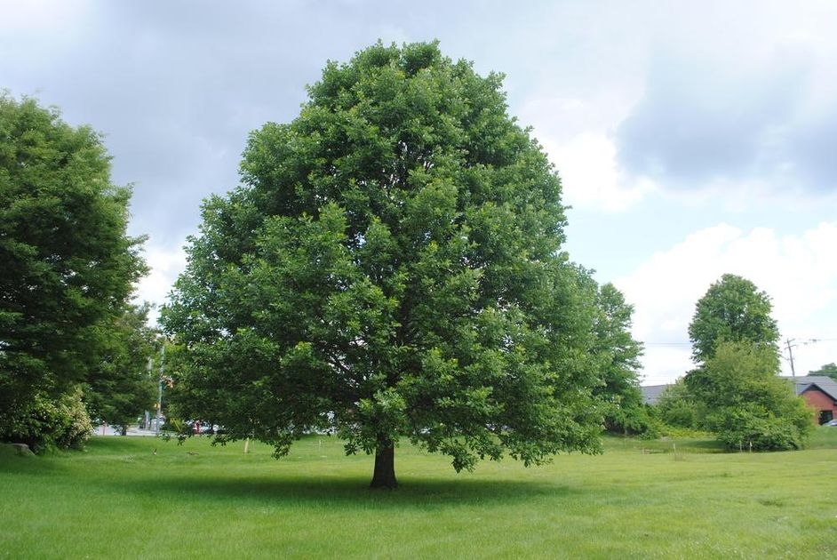 Swamp White Oak (Quercus bicolor) — The Conservation Foundation