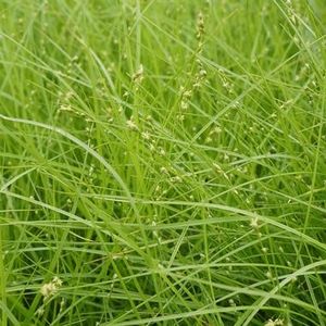 Rosy Sedge