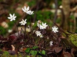 Sharp Lobed Hepatica
