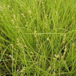 Straight-Styled Wood Sedge