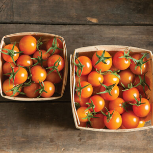 Cherry - Sungold