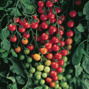 Cherry - Super Sweet 100