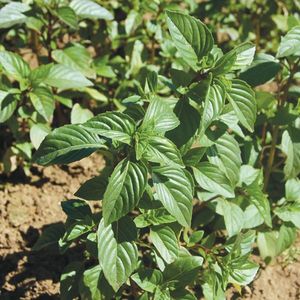 Thai Basil
