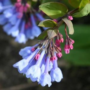 Virginia Bluebells