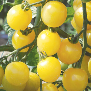 Cherry - White Cherry