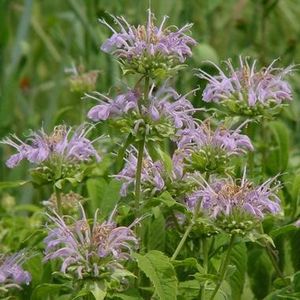 Wild Bergamot