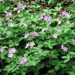 Wild Geranium