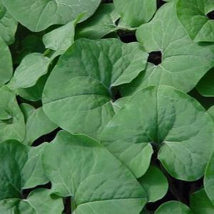 Wild Ginger