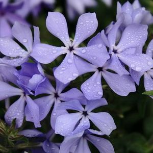 Woodland Phlox