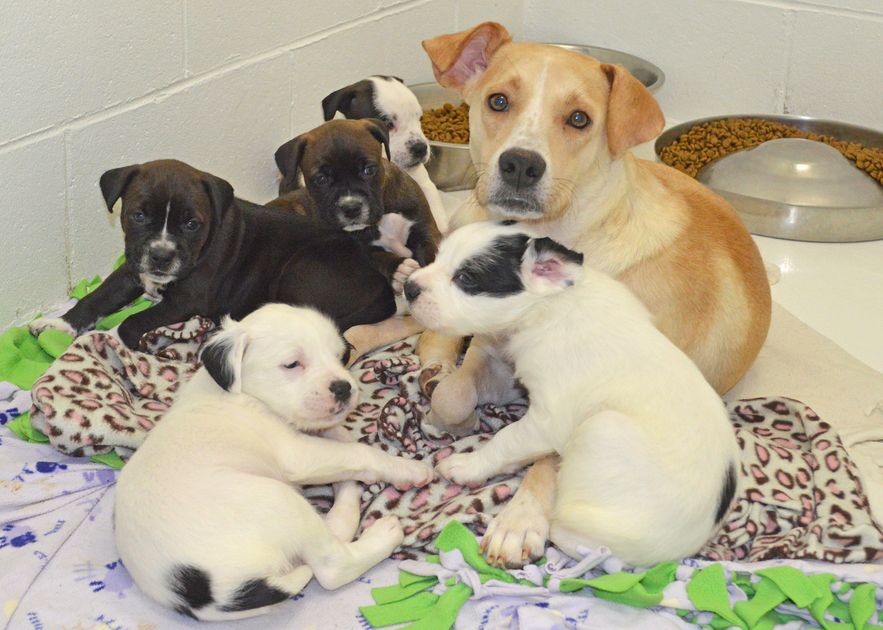 Spay and Save Campaign — Little Traverse Bay Humane Society