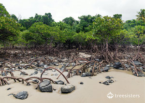 Reforesting Mangroves