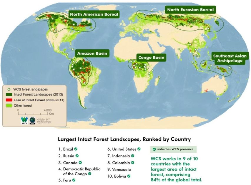 Evolving Your Relationship with the Global Forest — TreeSisters