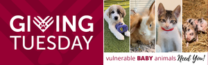 Giving Tuesday - Help the Babies