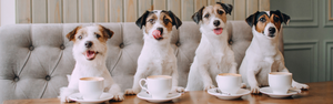 Coffee & Companions